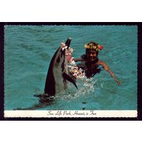 Гавайские острова Дельфин