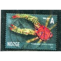 Норвегия. Морская фауна. Галатея стригода