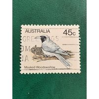 Австралия. Птицы. Masked Woodswallow