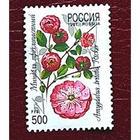 Россия: 1м цветы