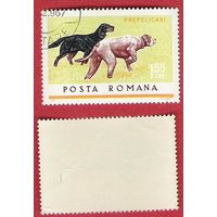 Румыния 1965 Собаки. Пойнтеры