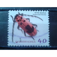 Южная Корея 2000 Стандарт, жук