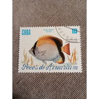 Куба 1985. Рыбы. Chaetodon sedentarius
