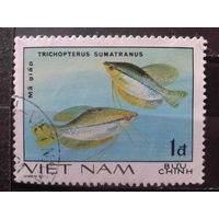 Вьетнам 1981 Рыбки, концевая