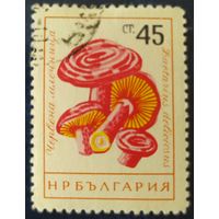 Болгария 1961 грибы