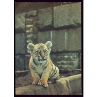 1984 год Амурский тигрёнок