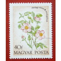 Венгрия. Цветы. ( 1 марка ) 1973 года. 5-2.