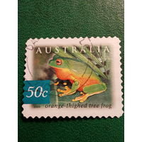 Австралия 2003. Фауна. Orange-thighed tree frog