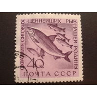 СССР 1960 рыбы