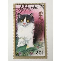 Монголия 1991. Коты и кошки