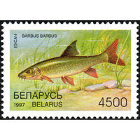Редкие виды рыб водоемов Усач Беларусь 1997 год 1 марка