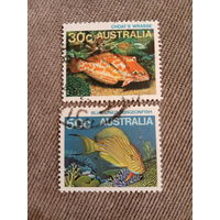 Австралия. Коралловые рыбки