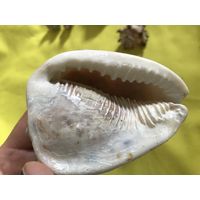 Ракушки море океан аквариум конфетница дерево миска ваза