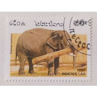 Лаос 1997, Слон