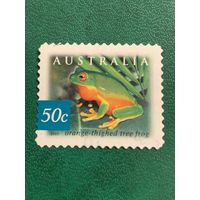 Австралия 2003. Древесная лягушка