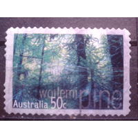 Австралия 2005 Лес