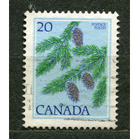 Деревья. Пихта Дугласа. Канада. 1977