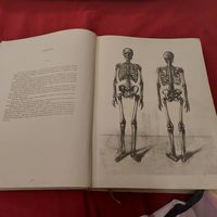Редкая книга Анатомия для художника 1958года Типография Атэнэум,Будапешт