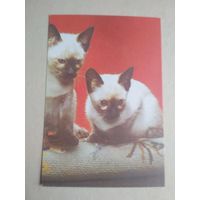 Карманный календарик.Кошки.1995 год