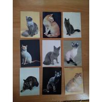 9 открыток кошки фауна