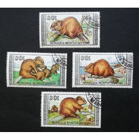 Монголия 1989 г. Бобры.  Фауна, полная серия из 4 марок #0094-Ф1P20
