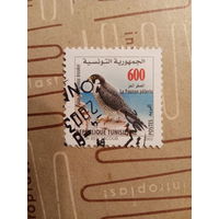 Тунис 2002. Фауна. Птицы