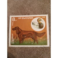 Болгария 1985. Породы собак. Ирландский сетер