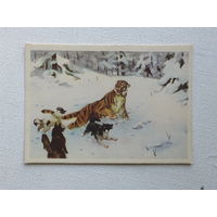 Скоробогатов тигр 1958  10х15 см