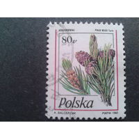 Польша 1995 стандарт шишки