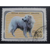 Италия 1994 собака
