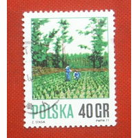 Польша. Лесовостановление. ( 1 марка ) 1971 года. 3-14.