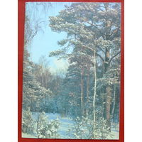Зимний день в сосновом лесу. Чистая. 1989 года. Фото Самсоненко. *5.