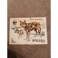 Польша 1985. Волк
