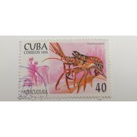 Куба 1994. Морская жизнь