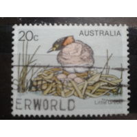Австралия 1978 Птица