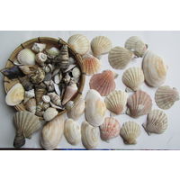 Коллекция морских ракушек для различных поделок handmade или для аквариума