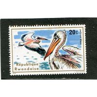 Руанда. Водоплавающие птицы. Розовый пеликан