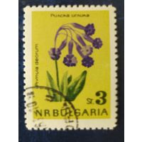 Болгария 1963 цветы