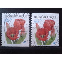 Бельгия 2001 Тюльпаны, марки из буклета, обрезы сверху и снизу Михель-2,2 евро гаш