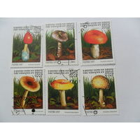 Бенин, грибы