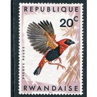 Руанда. Птицы. Огненный бархатный ткач