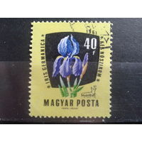 Венгрия 1961 цветы