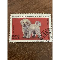 Мадагаскар 1985. Собаки. Le Bichon. Марка из серии