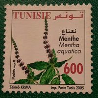 Тунис 2005. Флора. Mentha Aquatica