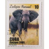 Куба 2005, слон