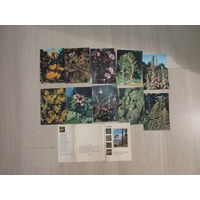 "Экскурсия в природу. Лекарственные растения" Набор из 25 открыток