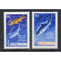 Рыбы СССР 1962 год (2732-2733) серия из 2-х марок