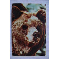 Немнонов Н., Бурый медведь; 1969, чистая.