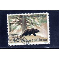 Италия.Ми-1227. Бурый медведь (Ursus arctos) и бук в парке Абруццо. Серия: Национальные парки.1967.