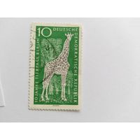 ГДР  1965 жираф